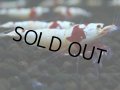 110　H【GWSP】ブランドレッドビー続々！色濃いモスラ系がで海外人気爆発！えび繁