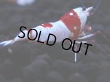 166　H【GWSP】ブランドレッドビー続々！雅えび ぴやっと小さ目特価！