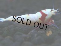 120　H【GWSP】ブランドレッドビー続々！色濃いモスラ系がで海外人気爆発！えび繁