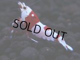 174　H【GWSP】ブランドレッドビー続々！雅えび ぴやっと小さ目特価！