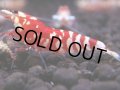 086　A【GWSP】最強固定率！ECOPIAのレッドファンシータイガー！ハイグレード色飛び特価MIX!