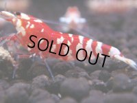 086　A【GWSP】最強固定率！ECOPIAのレッドファンシータイガー！ハイグレード色飛び特価MIX!
