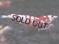 099　A【GWSP】最強固定率！ECOPIAのレッドファンシータイガー！ハイグレード色飛び特価MIX!
