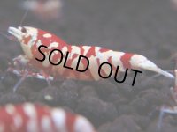 093　A【GWSP】最強固定率！ECOPIAのレッドファンシータイガー！ハイグレード色飛び特価MIX!