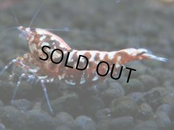 画像1: 078　R【GWSP】派手系日本代表！HY shrimpのレッドギャラクシー！