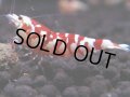 096　A【GWSP】最強固定率！ECOPIAのレッドファンシータイガー！ハイグレード色飛び特価MIX!