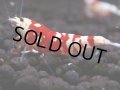 092　A【GWSP】最強固定率！ECOPIAのレッドファンシータイガー！ハイグレード色飛び特価MIX!