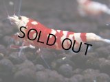 092　A【GWSP】最強固定率！ECOPIAのレッドファンシータイガー！ハイグレード色飛び特価MIX!