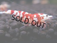 081　A【GWSP】最強固定率！ECOPIAのレッドファンシータイガー！ハイグレード色飛び特価MIX!