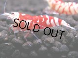 094　A【GWSP】最強固定率！ECOPIAのレッドファンシータイガー！ハイグレード色飛び特価MIX!
