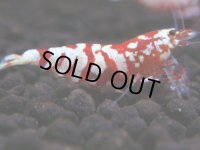 095　A【GWSP】最強固定率！ECOPIAのレッドファンシータイガー！ハイグレード色飛び特価MIX!