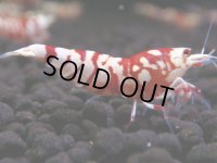 100　A【GWSP】最強固定率！ECOPIAのレッドファンシータイガー！ハイグレード色飛び特価MIX!