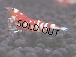 画像1: 090　A【GWSP】最強固定率！ECOPIAのレッドファンシータイガー！ハイグレード色飛び特価MIX!