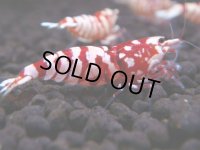 088　A【GWSP】最強固定率！ECOPIAのレッドファンシータイガー！ハイグレード色飛び特価MIX!