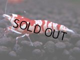 082　A【GWSP】最強固定率！ECOPIAのレッドファンシータイガー！ハイグレード色飛び特価MIX!