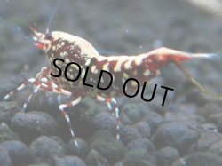 画像1: 074　R【GWSP】派手系日本代表！HY shrimpのレッドギャラクシー！