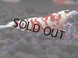 098　A【GWSP】最強固定率！ECOPIAのレッドファンシータイガー！ハイグレード色飛び特価MIX!