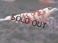 098　A【GWSP】最強固定率！ECOPIAのレッドファンシータイガー！ハイグレード色飛び特価MIX!