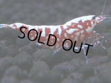 481　K【GWSP】RED GALAXY FISHBONE 全部アダルトメス20連発！
