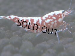 画像1: 481　K【GWSP】RED GALAXY FISHBONE 全部アダルトメス20連発！