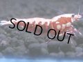 485　K【GWSP】RED GALAXY FISHBONE 全部アダルトメス20連発！