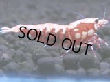 485　K【GWSP】RED GALAXY FISHBONE 全部アダルトメス20連発！