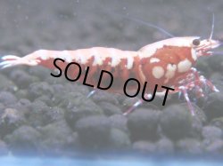 画像1: 485　K【GWSP】RED GALAXY FISHBONE 全部アダルトメス20連発！