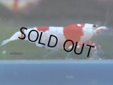 340　H【GWSP】涼風シュリンプで増やす！しっかり狙ってメス確率95％以上！
