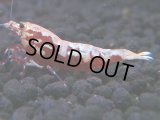 483　K【GWSP】RED GALAXY FISHBONE 全部アダルトメス20連発！