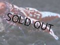 490　K【GWSP】RED GALAXY FISHBONE 全部アダルトメス20連発！