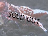 490　K【GWSP】RED GALAXY FISHBONE 全部アダルトメス20連発！