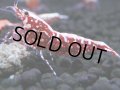 471　K【GWSP】RED GALAXY FISHBONE 全部アダルトメス20連発！