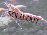 471　K【GWSP】RED GALAXY FISHBONE 全部アダルトメス20連発！