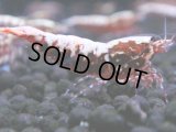 472　K【GWSP】RED GALAXY FISHBONE 全部アダルトメス20連発！