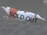 350　H【GWSP】涼風シュリンプで増やす！しっかり狙ってメス確率95％以上！