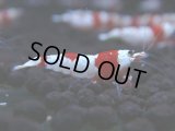 348　H【GWSP】涼風シュリンプで増やす！しっかり狙ってメス確率95％以上！