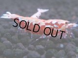 489　K【GWSP】RED GALAXY FISHBONE 全部アダルトメス20連発！