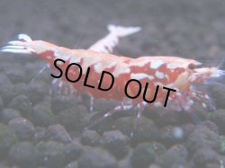 画像1: 489　K【GWSP】RED GALAXY FISHBONE 全部アダルトメス20連発！
