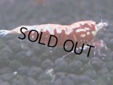474　K【GWSP】RED GALAXY FISHBONE 全部アダルトメス20連発！