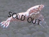 480　K【GWSP】RED GALAXY FISHBONE 全部アダルトメス20連発！