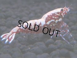 画像1: 480　K【GWSP】RED GALAXY FISHBONE 全部アダルトメス20連発！