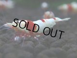 331　H【GWSP】涼風シュリンプで増やす！しっかり狙ってメス確率95％以上！