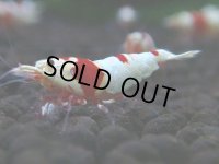 331　H【GWSP】涼風シュリンプで増やす！しっかり狙ってメス確率95％以上！