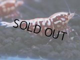 476　K【GWSP】RED GALAXY FISHBONE 全部アダルトメス20連発！
