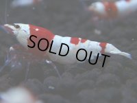 327　H【GWSP】涼風シュリンプで増やす！しっかり狙ってメス確率95％以上！