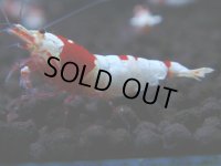 342　H【GWSP】涼風シュリンプで増やす！しっかり狙ってメス確率95％以上！