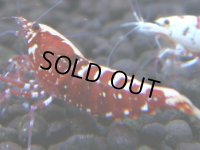 572　R【GWSP】ハイグレードコスパ炸裂！新種系ハイグレード中心サヤチャンスリベンジ100連発！