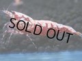 475　K【GWSP】RED GALAXY FISHBONE 全部アダルトメス20連発！