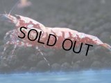 475　K【GWSP】RED GALAXY FISHBONE 全部アダルトメス20連発！