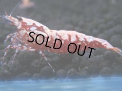 画像1: 475　K【GWSP】RED GALAXY FISHBONE 全部アダルトメス20連発！